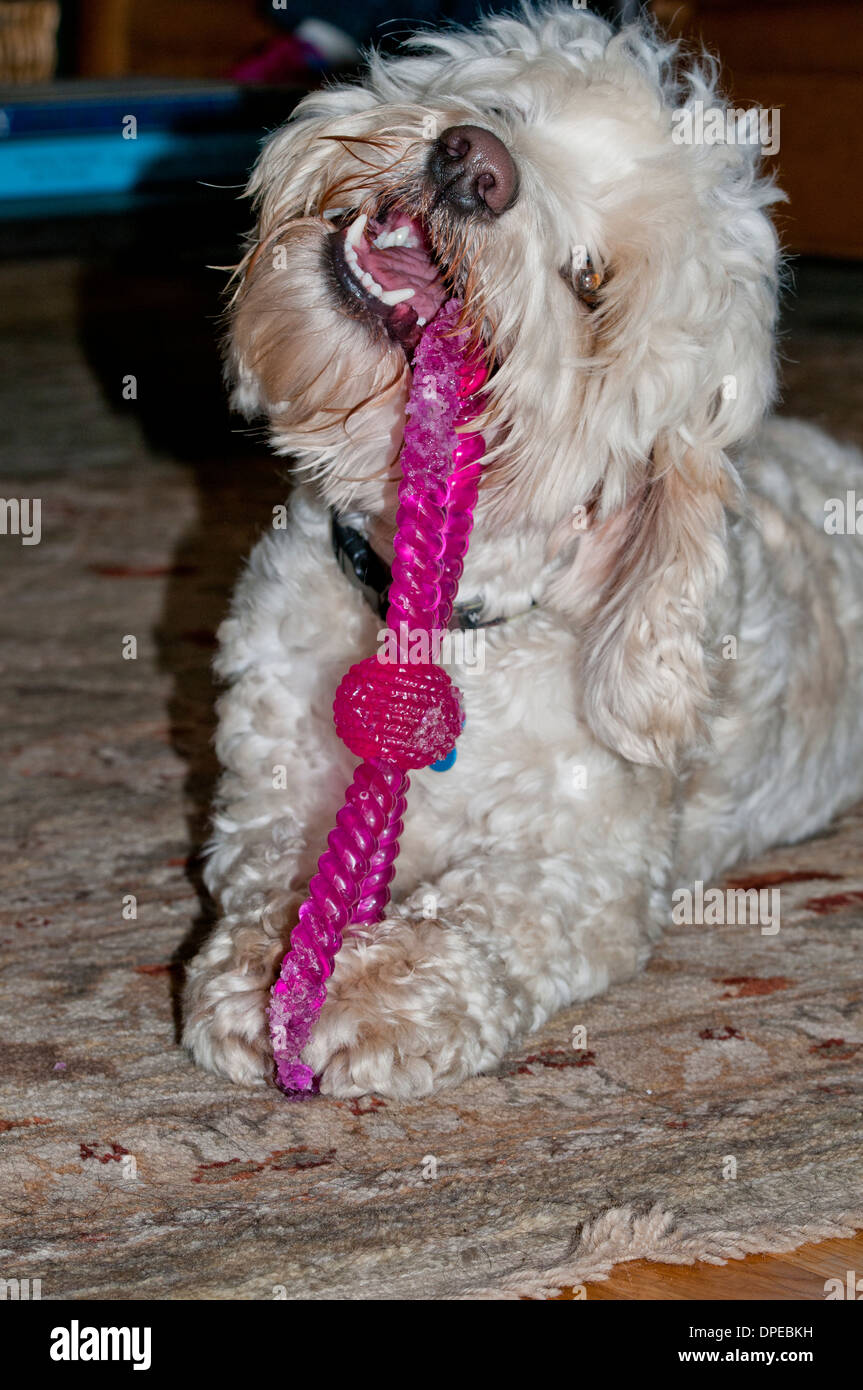 Cockapoo avec jouet chien Banque D'Images