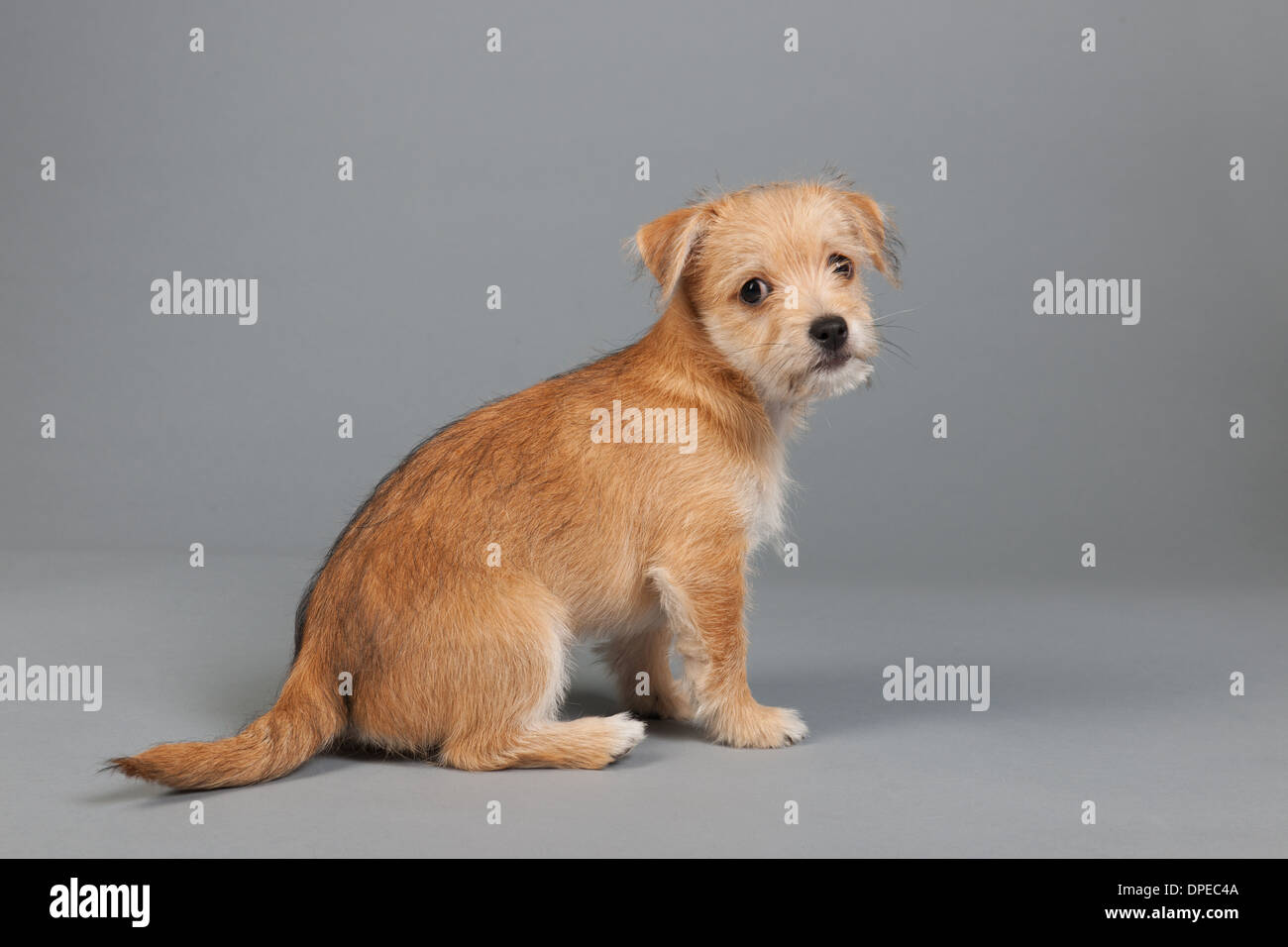 Adorable petit chiot sur fond gris Banque D'Images