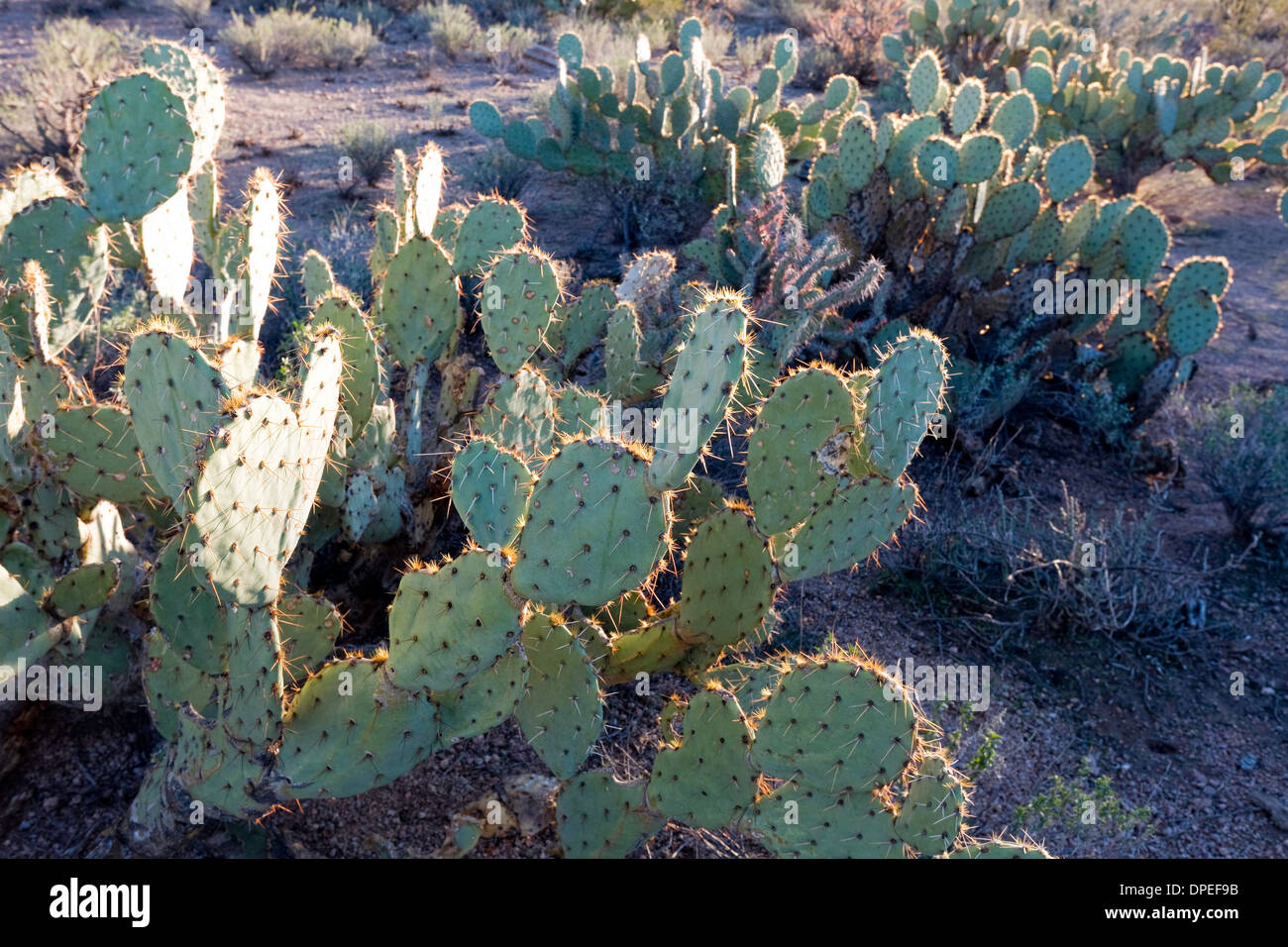L'isoète d'oponce de l'Est (Opuntia engelmannii), Saguaro National Park, à l'Ouest, Tucson Arizona Banque D'Images