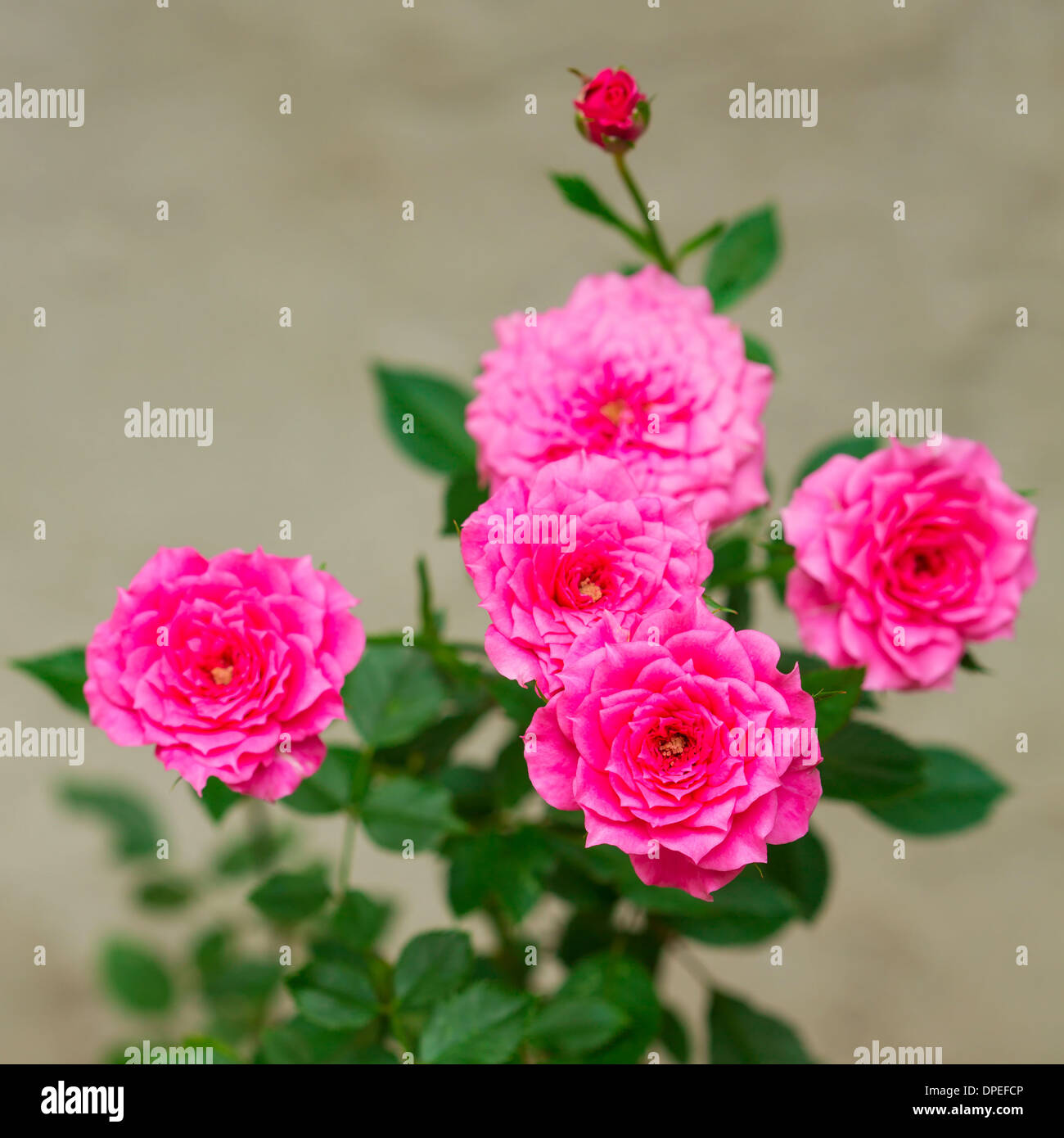 Roses rose sur la brousse close-up Banque D'Images