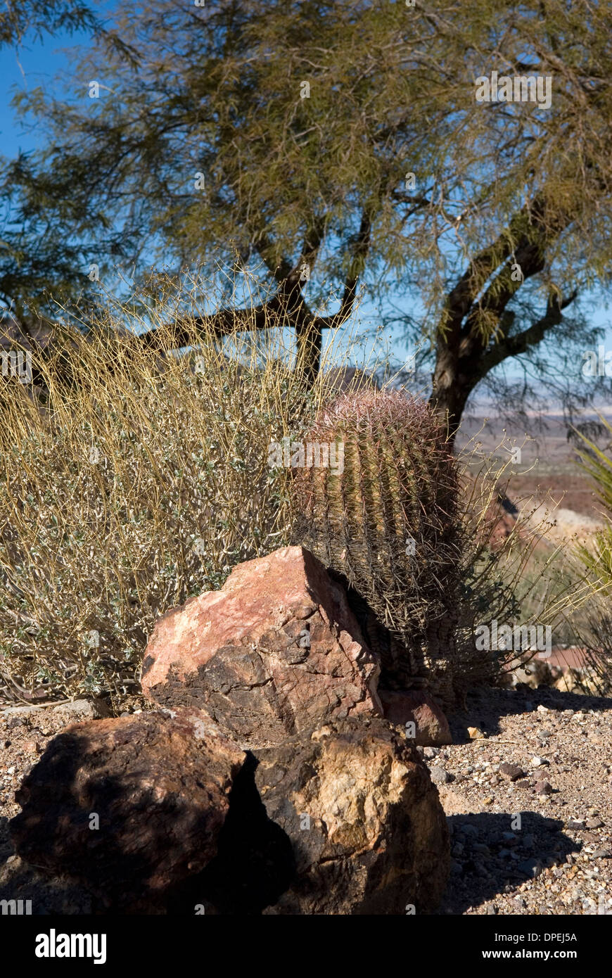 Cactus situé au sud-ouest des États-Unis. Banque D'Images