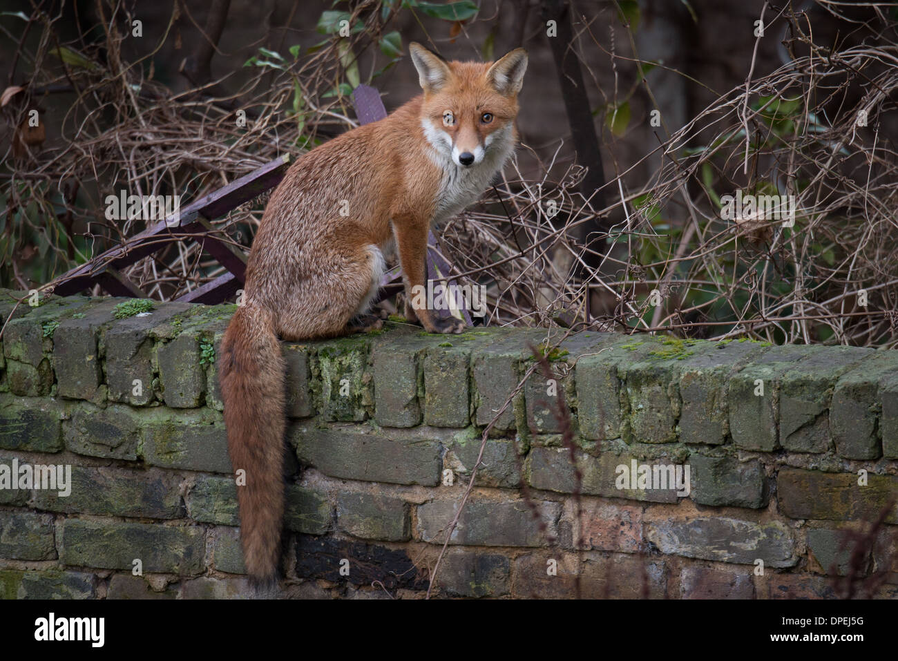 Urban fox assis sur mur Banque D'Images