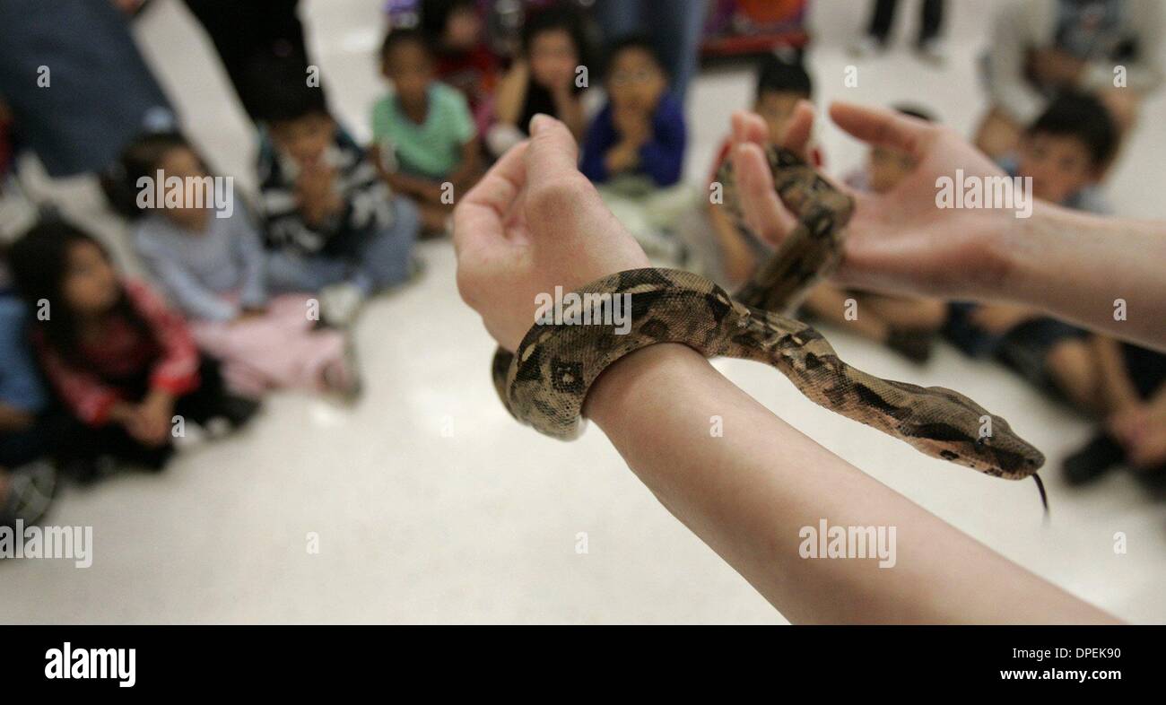 (Publié le 5/2/2005, A-7) en animalerie Petco Mira Mesa est une excursion site pour une classe de maternelle de Hickman élémentaire. La commercialisation des sorties sur le terrain par la visite de terrain Co. rend ces sortes de visites pour l'éducation et un peu effrayant quand on pense à l'avenir lavage de cerveau de shopping. Ici, ils sont généralement calme et silencieux comme un boa à queue rouge ondule sur l'Amanda T Banque D'Images