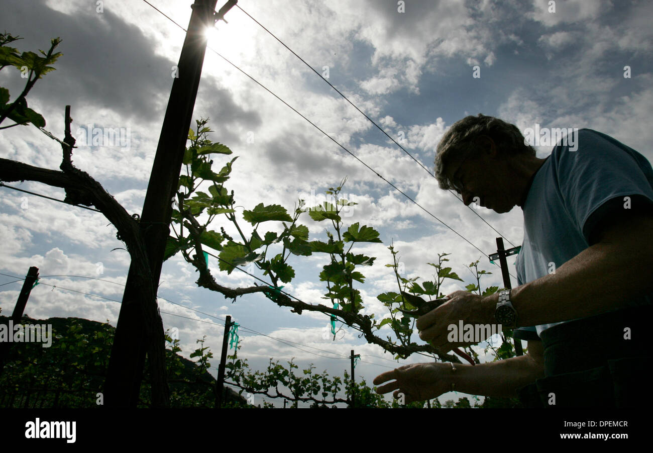 (Publié le 25/06/2006, B-1:CO,C, N-1) 17 mai 2006, Julian, Californie,USA.JIM JENKINS propriétaire du domaine viticole J. Jenkins, élagué ses 4 ans cépages Pinot Noir. Photo de Don Kohlbauer/San Diego Union Tribune/Zuma Press.Copyright 2006 San Diego Union Tribune. Banque D'Images