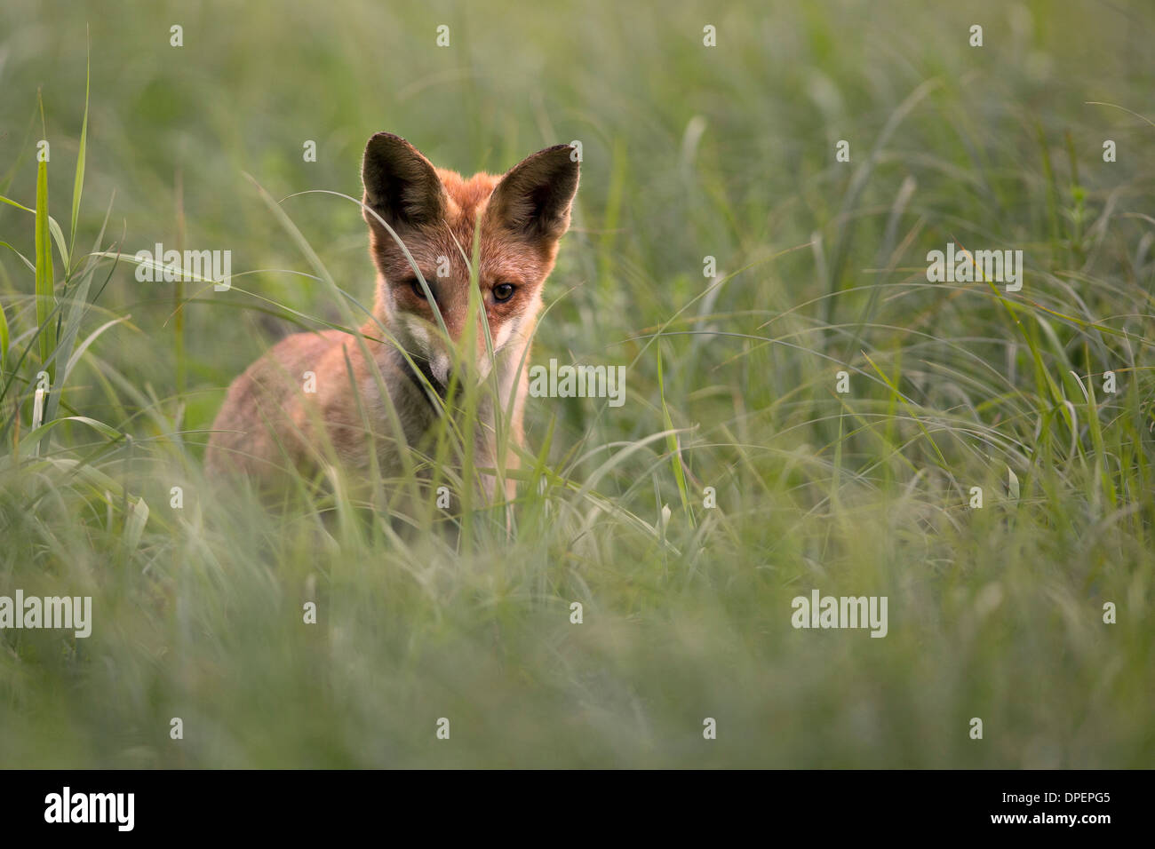 Fox dans l'herbe Banque D'Images
