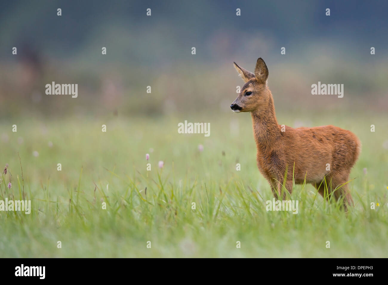 Les chevreuils dans la nature. Banque D'Images