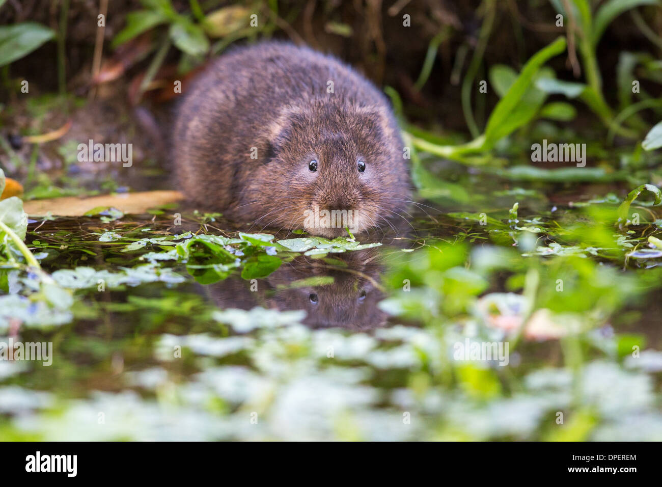 Le campagnol d'eau eurasien ( Arvicola amphibius) manger au bord d'un ruisseau Banque D'Images