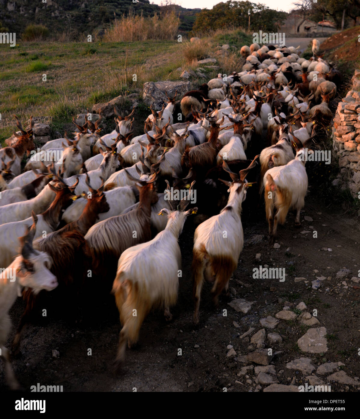 Chèvres et moutons retour à la tombée de la campagne en Italie, Calabre Banque D'Images