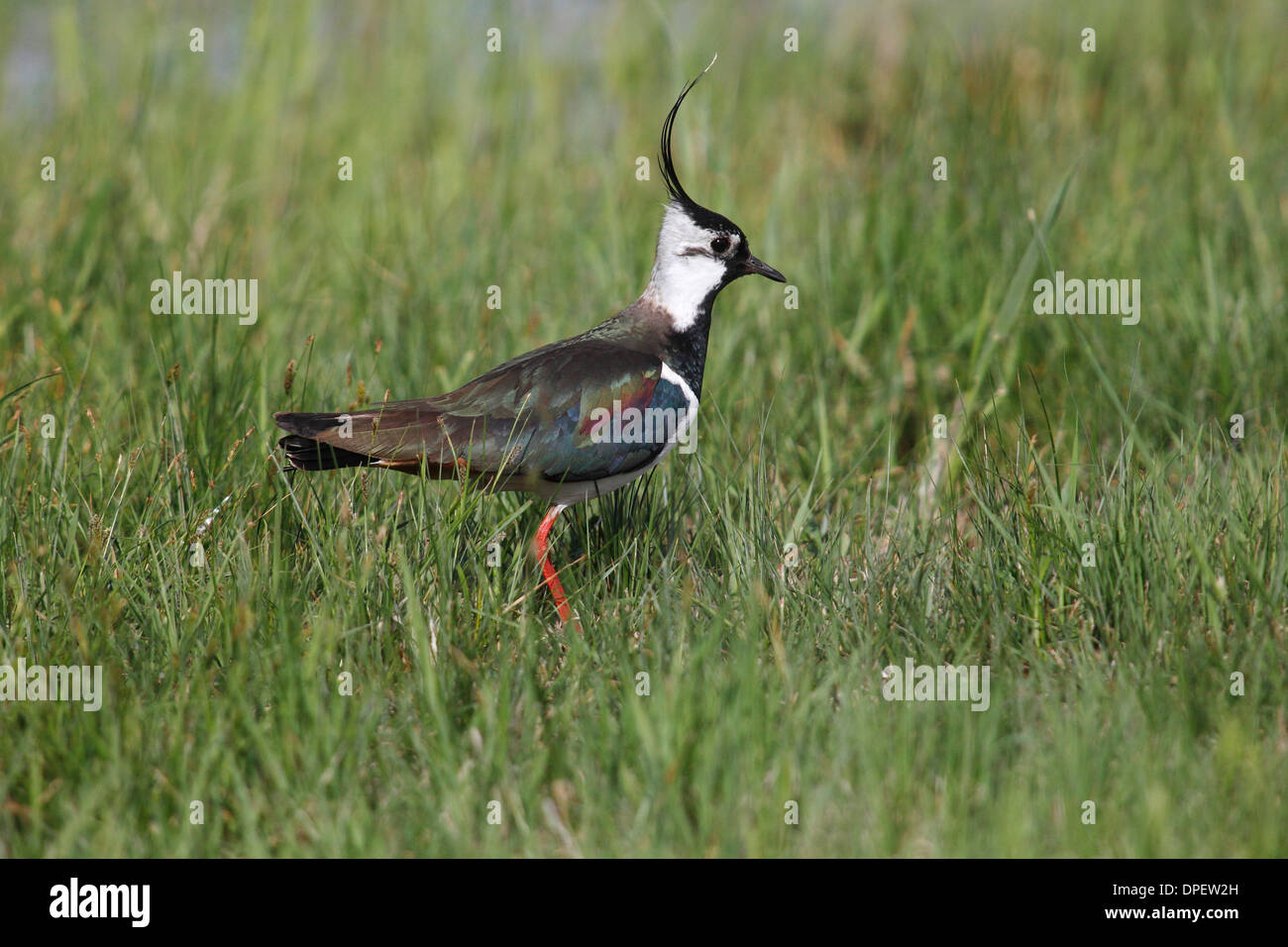 Le nord de sociable (Vanellus vanellus) dans un pré, Burgenland, Autriche Banque D'Images