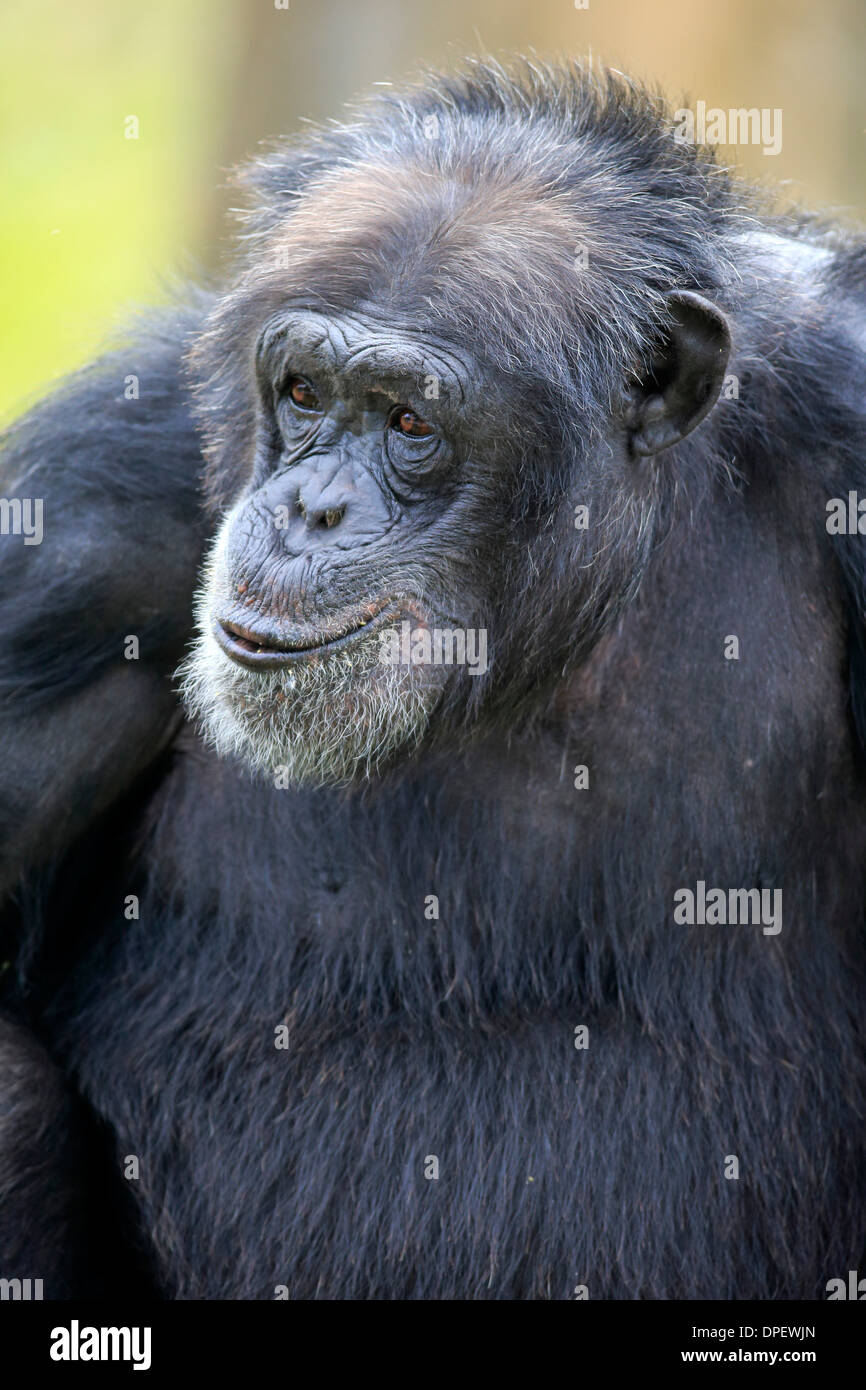 Chimpanzé (Pan troglodytes troglodytes), homme, portrait, captive, Miami, Floride, USA Banque D'Images