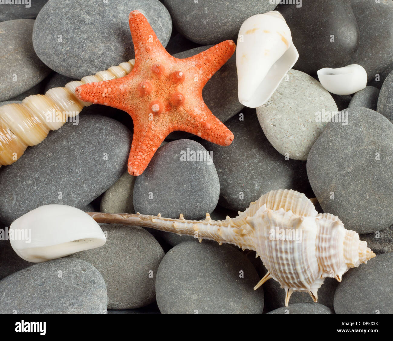 Arrière-plan de mollusques marins et l'étoile sur le bardeau Banque D'Images