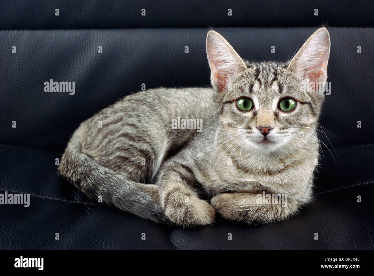Chat sur une chaise avec des yeux verts Banque D'Images