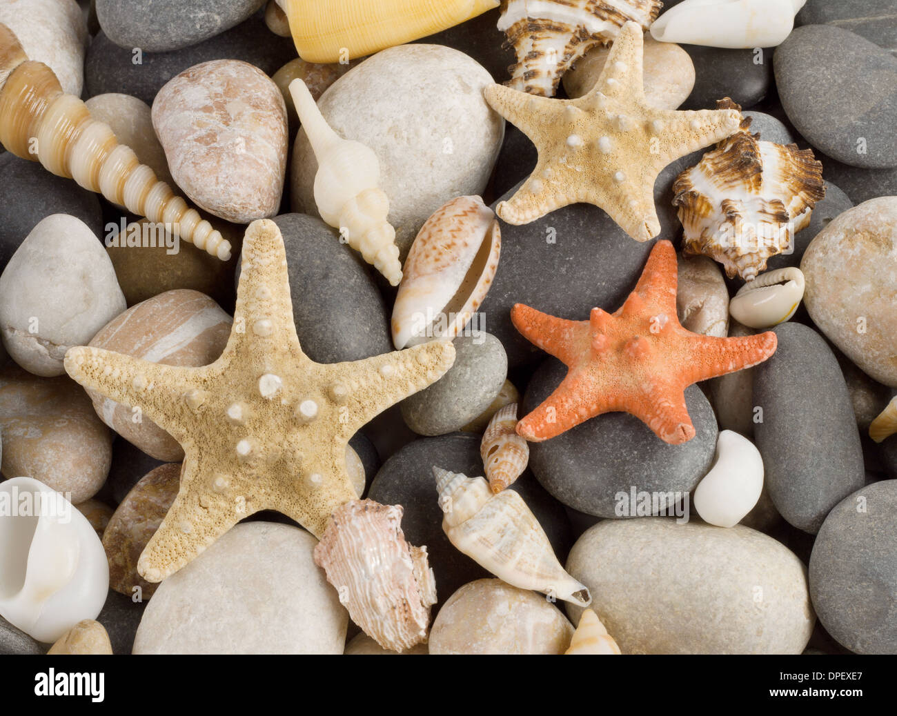 Arrière-plan avec différents shells et cinq étoiles de mer Banque D'Images
