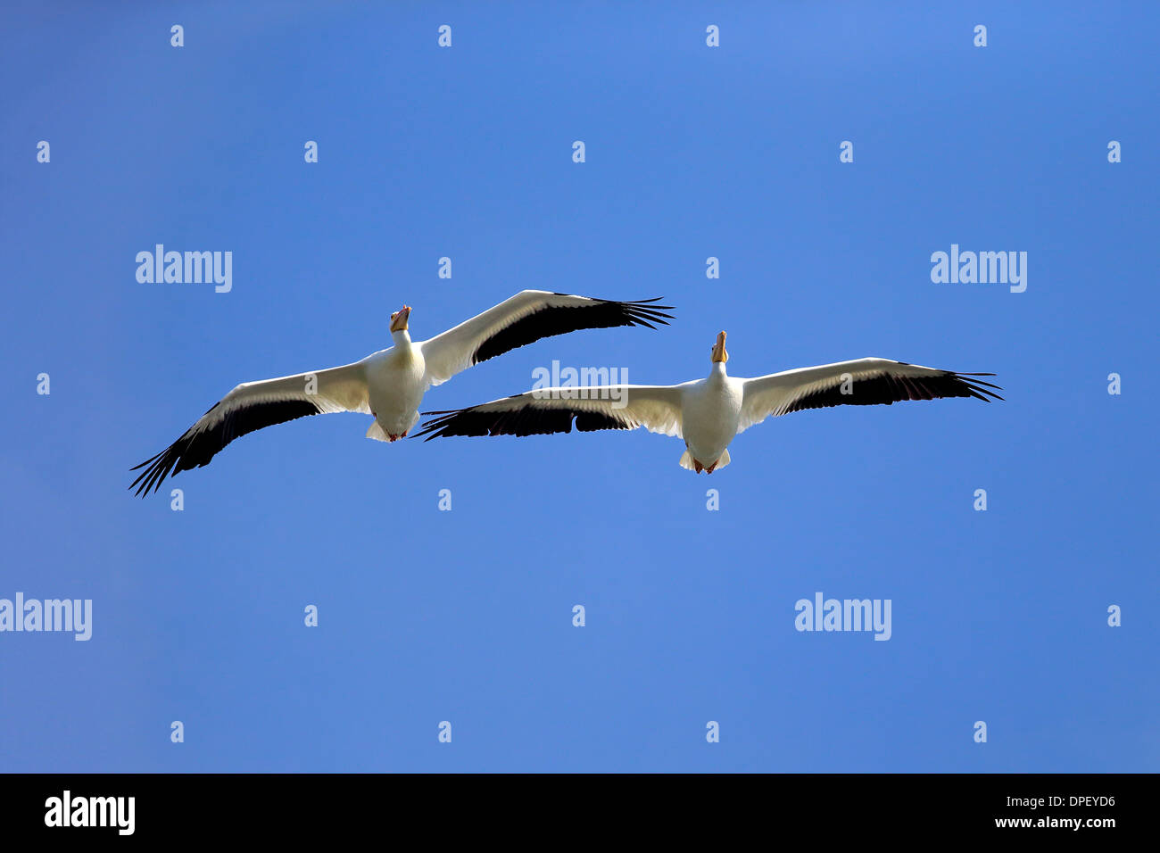 Pélican blanc (Pelecanus erythrorhynchos), voler, Sanibel Island, Floride, USA Banque D'Images