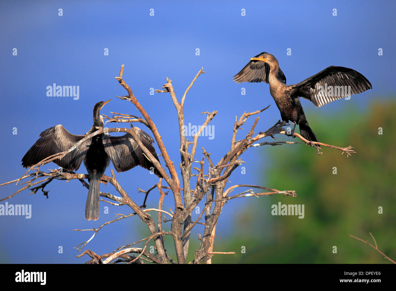 Deux des Cormorans à aigrettes (Phalacrocorax auritus), le séchage des plumes, répandre des ailes, Wakodahatchee Wetlands, Delray Beach Banque D'Images