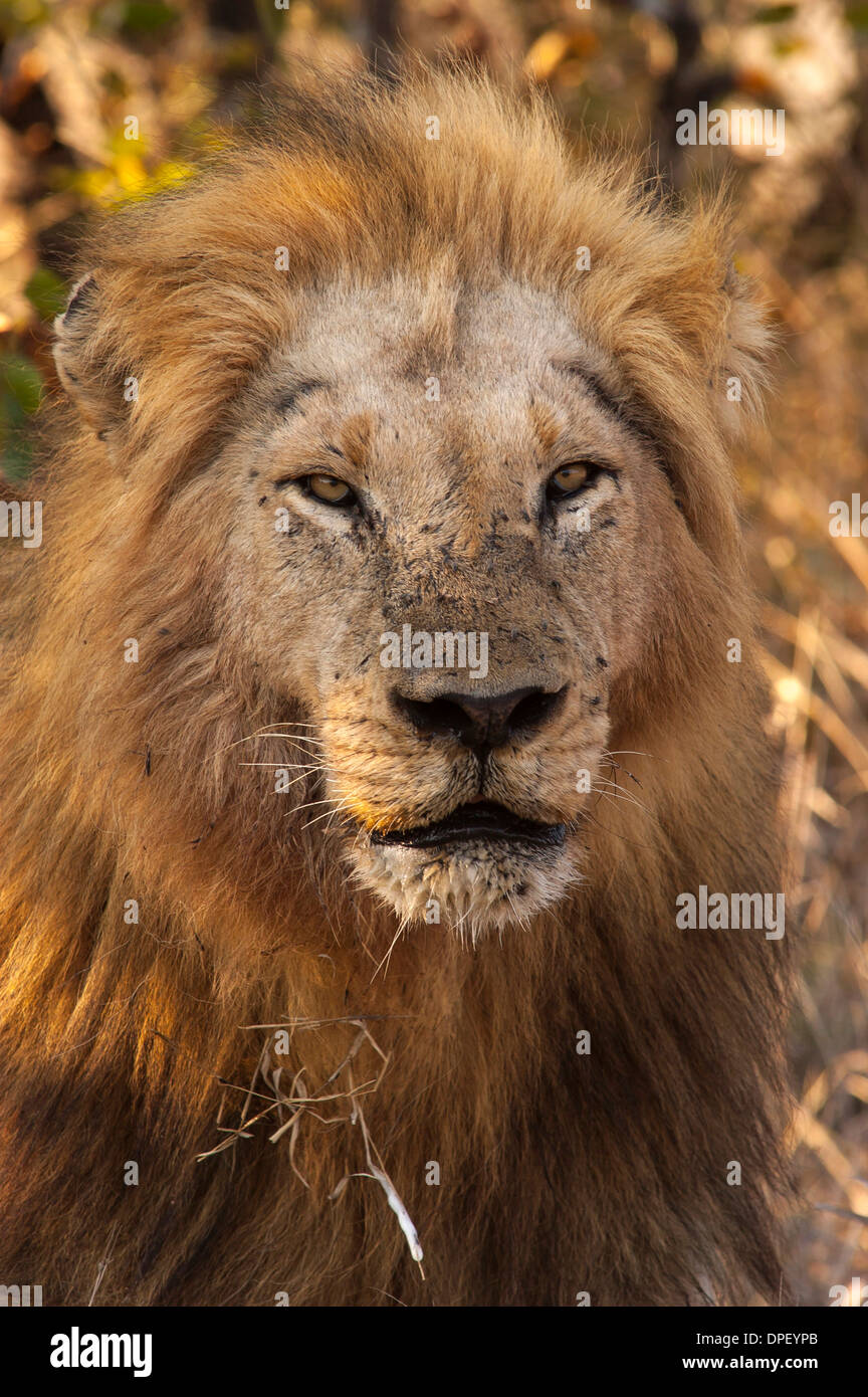 Lion (Panthera leo), Parc transfrontalier de Kgalagadi, Province du Nord, Afrique du Sud Banque D'Images
