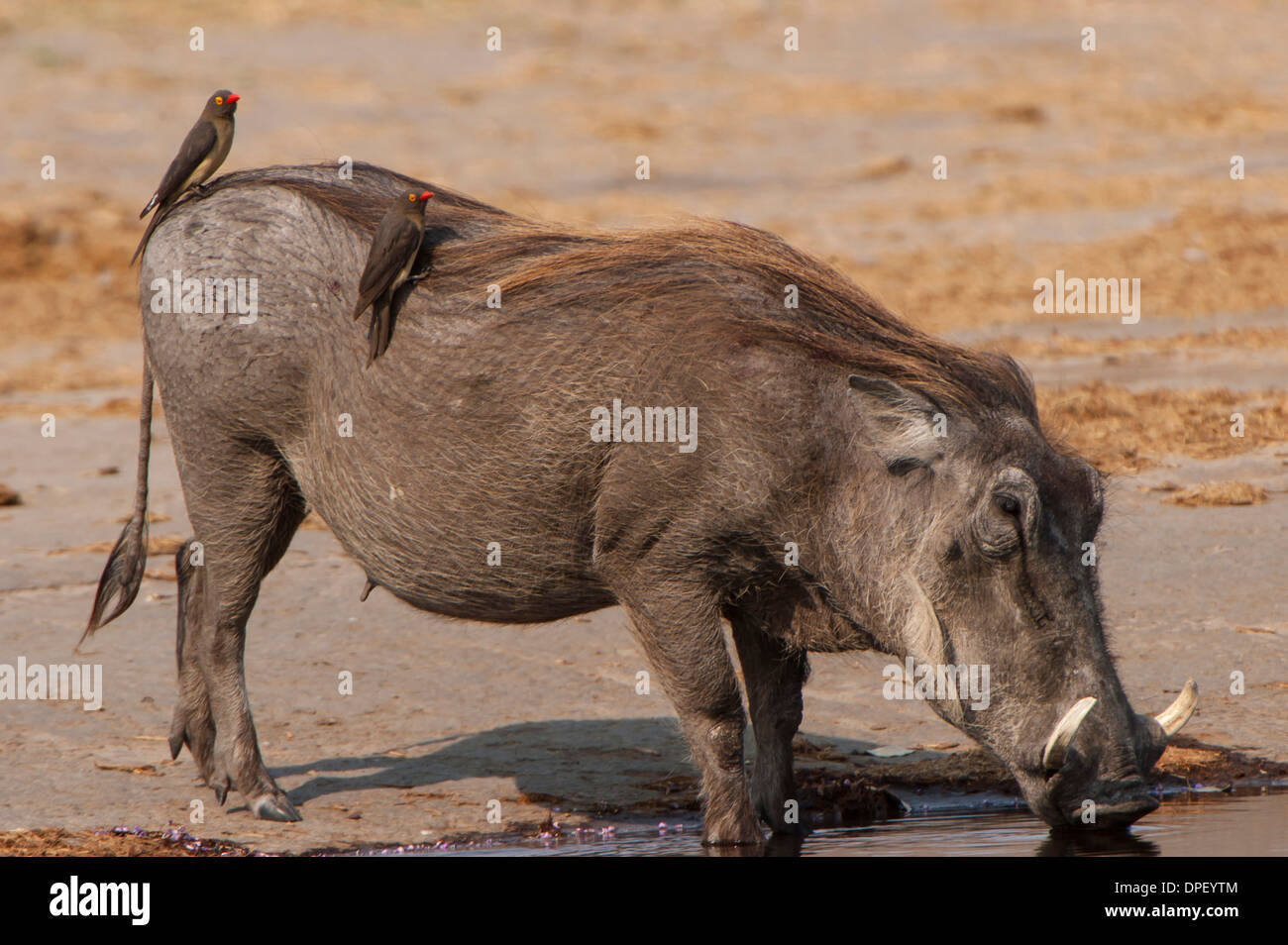 Phacochère (Phacochoerus arthiopicus) avec un Red-billed Oxpecker (Buphagus erythrorhynchus), Kruger National Park, Mpumalanga Banque D'Images