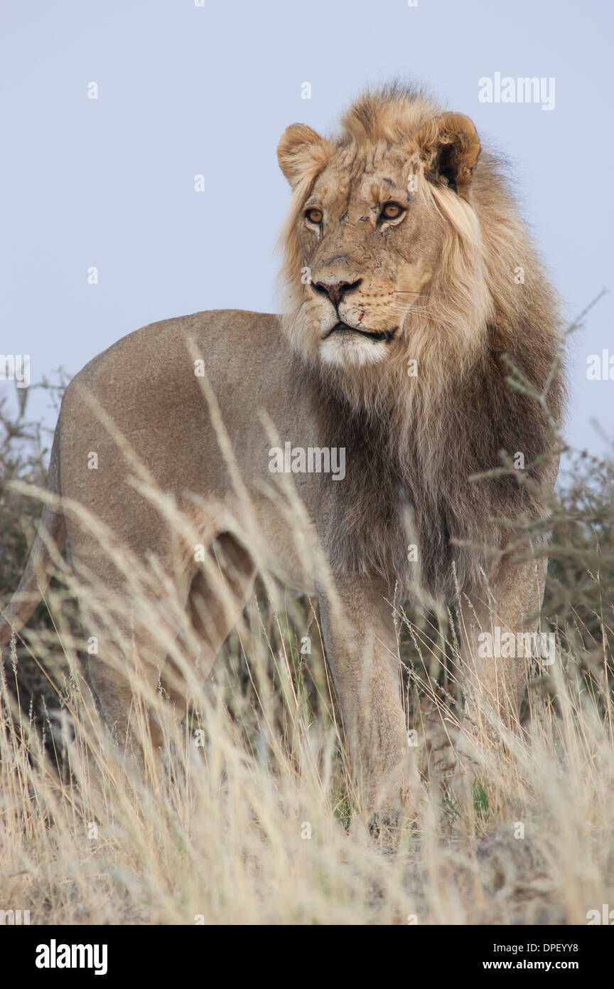 Lion (Panthera leo), Kgalagadi Transfrontier Park, Northern Cape, Afrique du Sud Banque D'Images