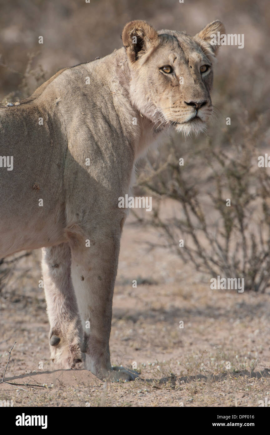 Lion (Panthera leo), Kgalagadi Transfrontier Park, Northern Cape, Afrique du Sud Banque D'Images