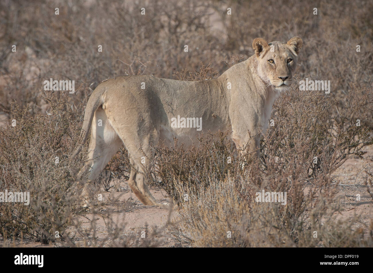 Lion (Panthera leo), Kgalagadi Transfrontier Park, Northern Cape, Afrique du Sud Banque D'Images