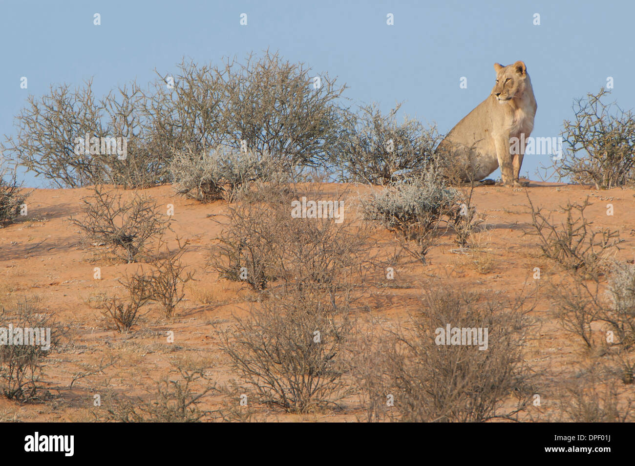 Lion (Panthera leo), Kgalagadi Transfrontier Park, Northern Cape, Afrique du Sud Banque D'Images