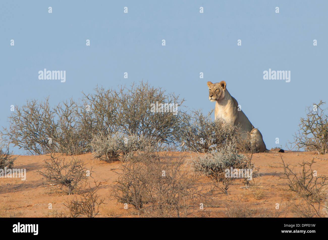 Lion (Panthera leo), Kgalagadi Transfrontier Park, Northern Cape, Afrique du Sud Banque D'Images