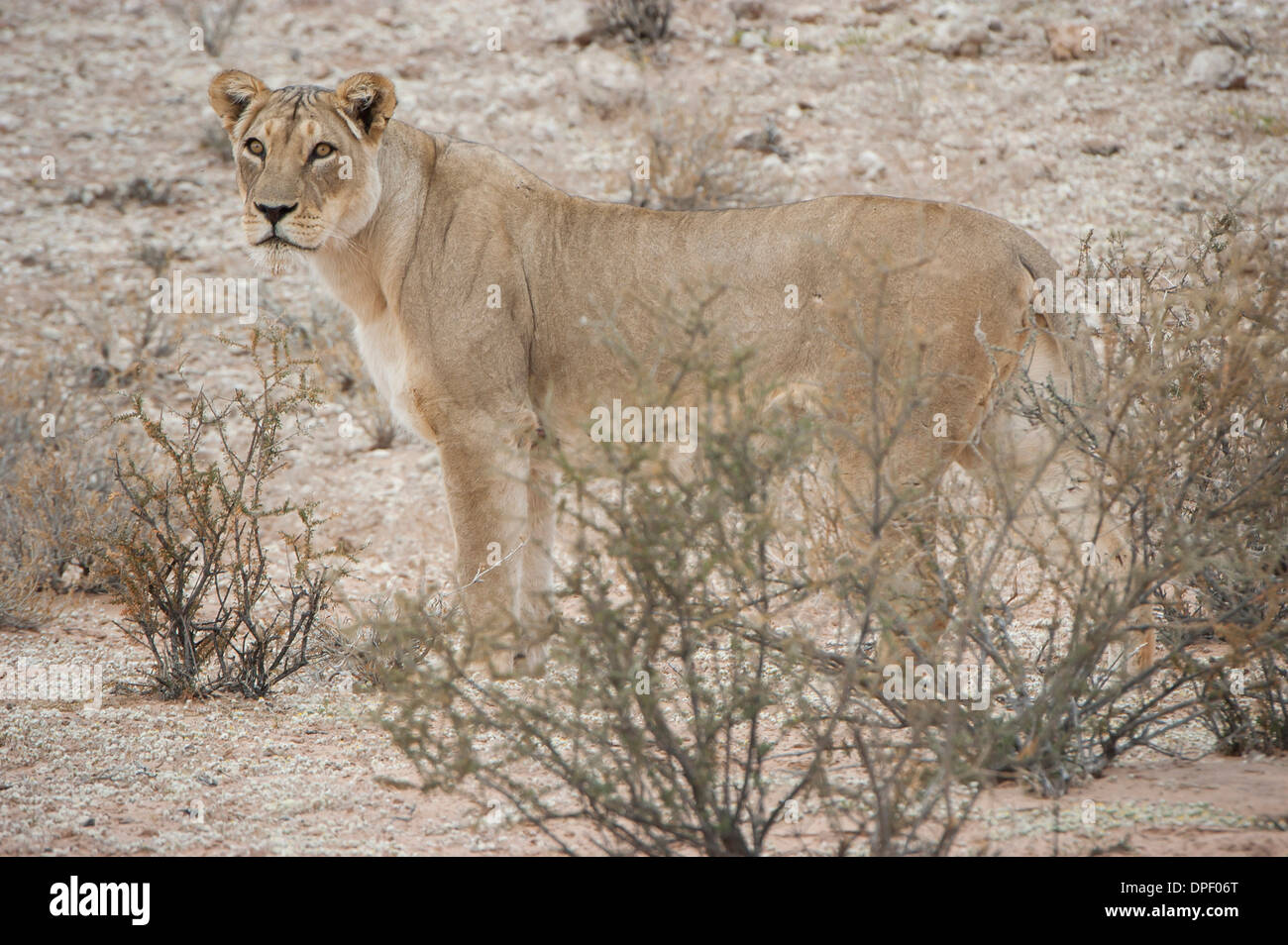 Lion (Panthera leo), Kgalagadi Transfrontier Park, Northern Cape, Afrique du Sud Banque D'Images