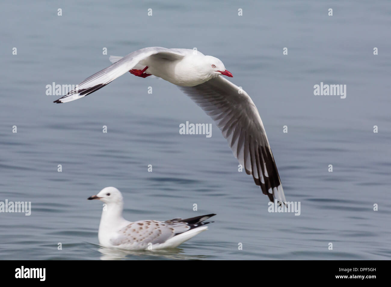 Red-billed gull (Chroicocephalus scopulinus) en vol près de Dunedin, île du Sud, Nouvelle-Zélande, Pacifique Banque D'Images