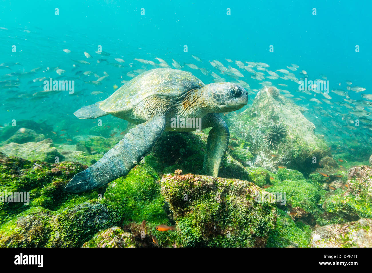 Des profils tortue verte (Chelonia mydas) près de sous-marine Ile Rabida, îles Galapagos, Equateur, Amérique du Sud Banque D'Images