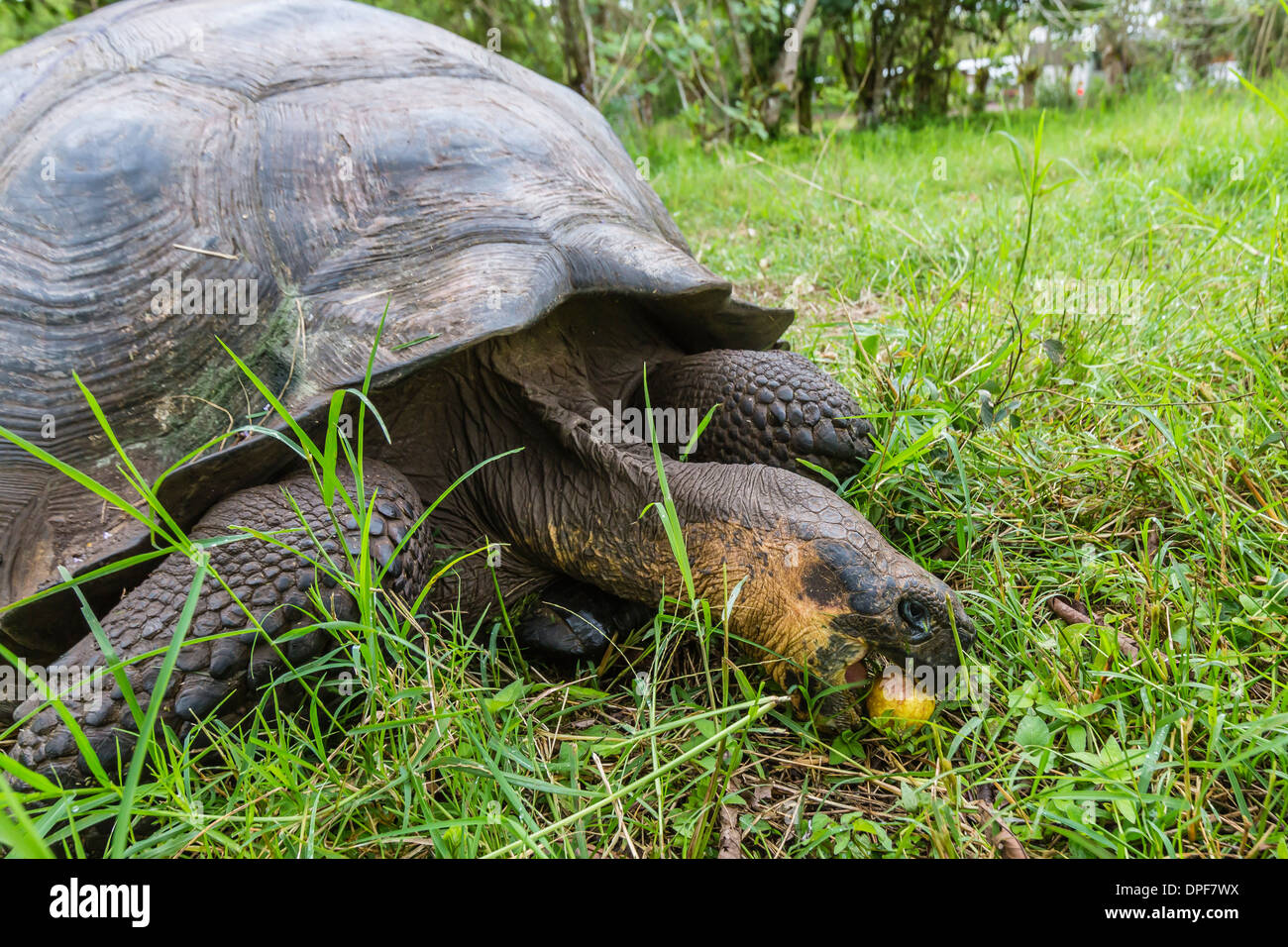 La tortue géante des Galapagos (Chelonoidis nigra) se nourrissant de fruits de la passion sur l'île Santa Cruz, Galapagos, Equateur Banque D'Images