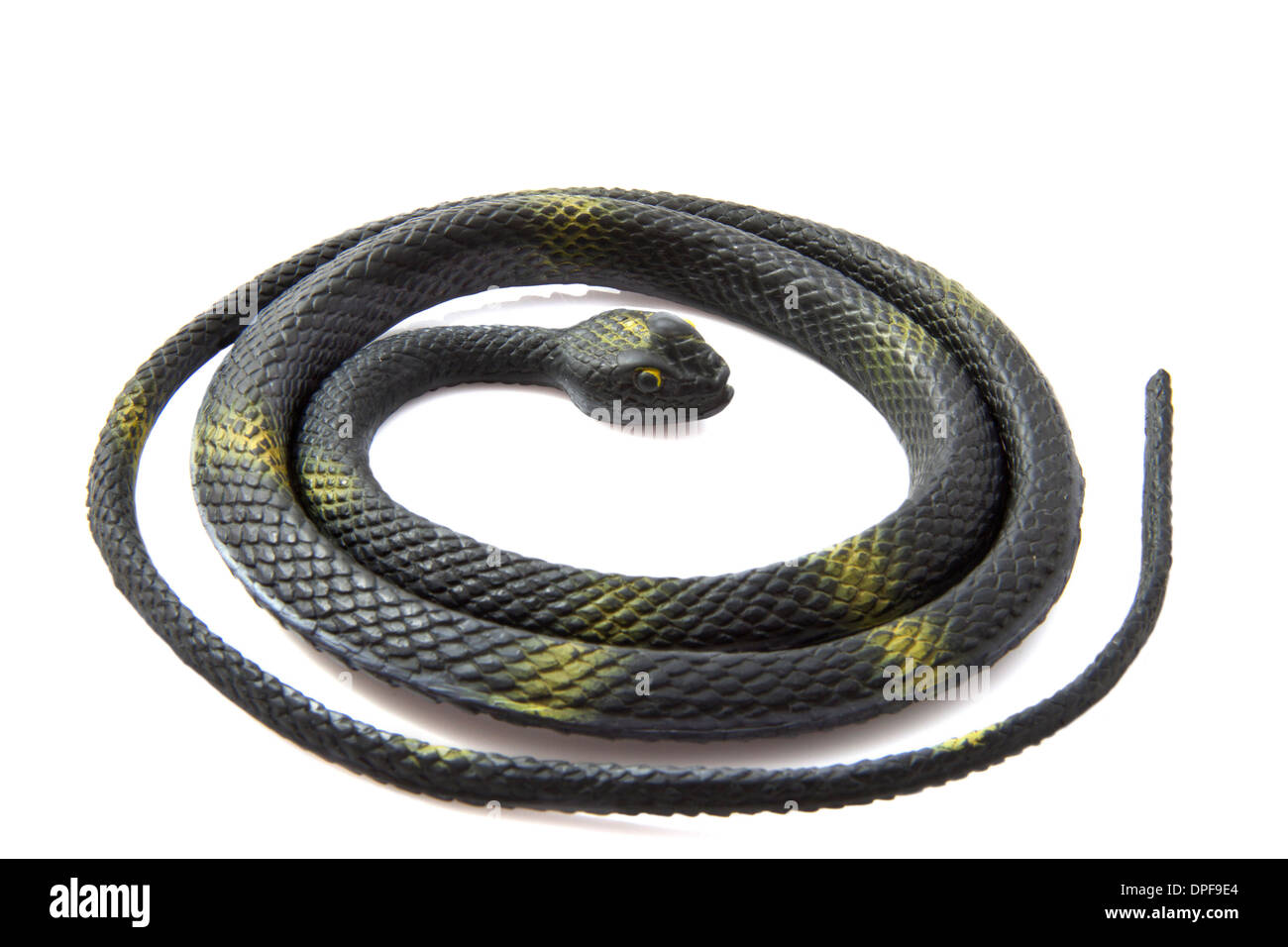 Serpent noir enroulé isolated over white Banque D'Images
