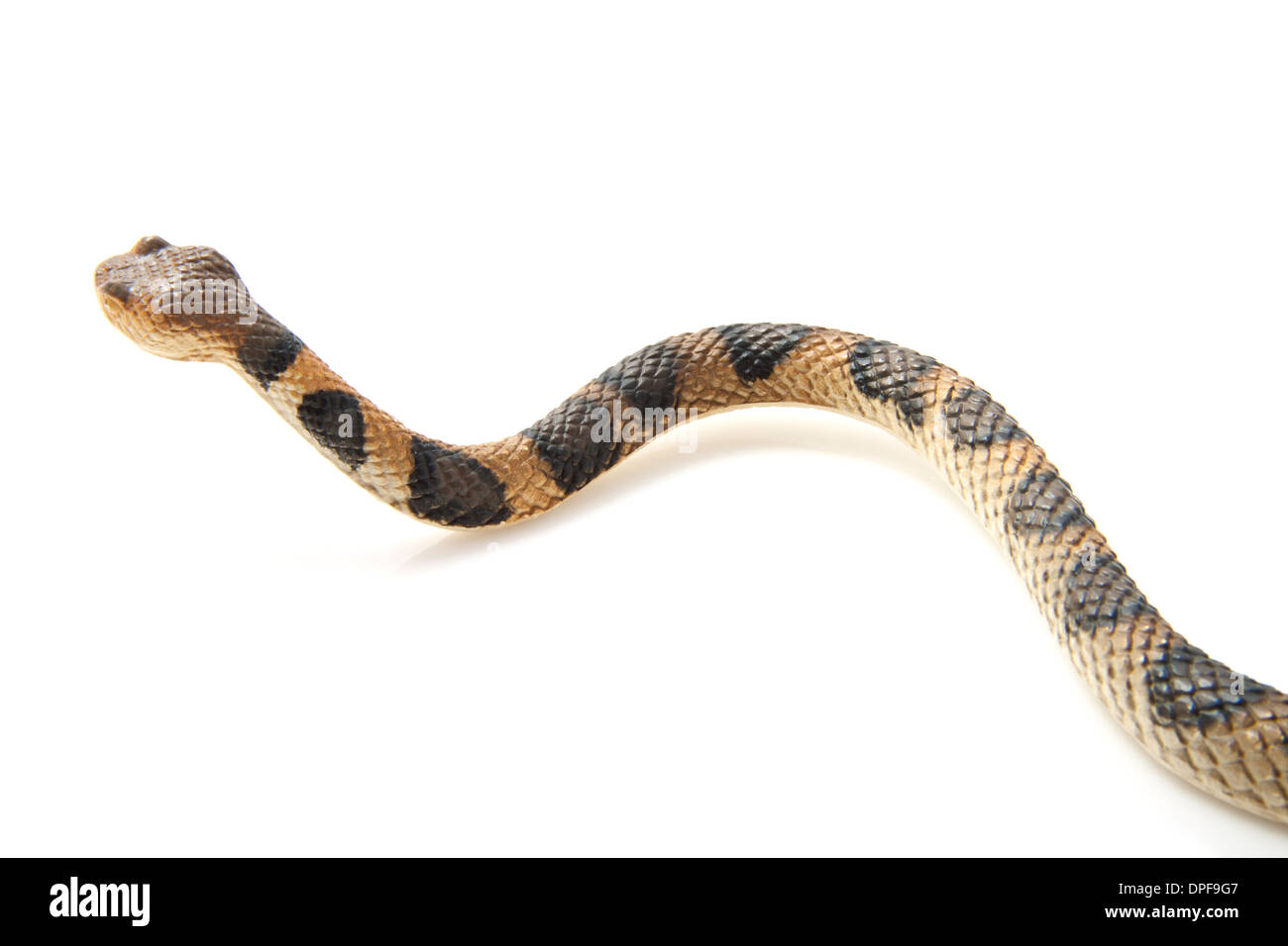 Creepy crawling serpent brun avec des taches noires sur fond blanc Banque D'Images
