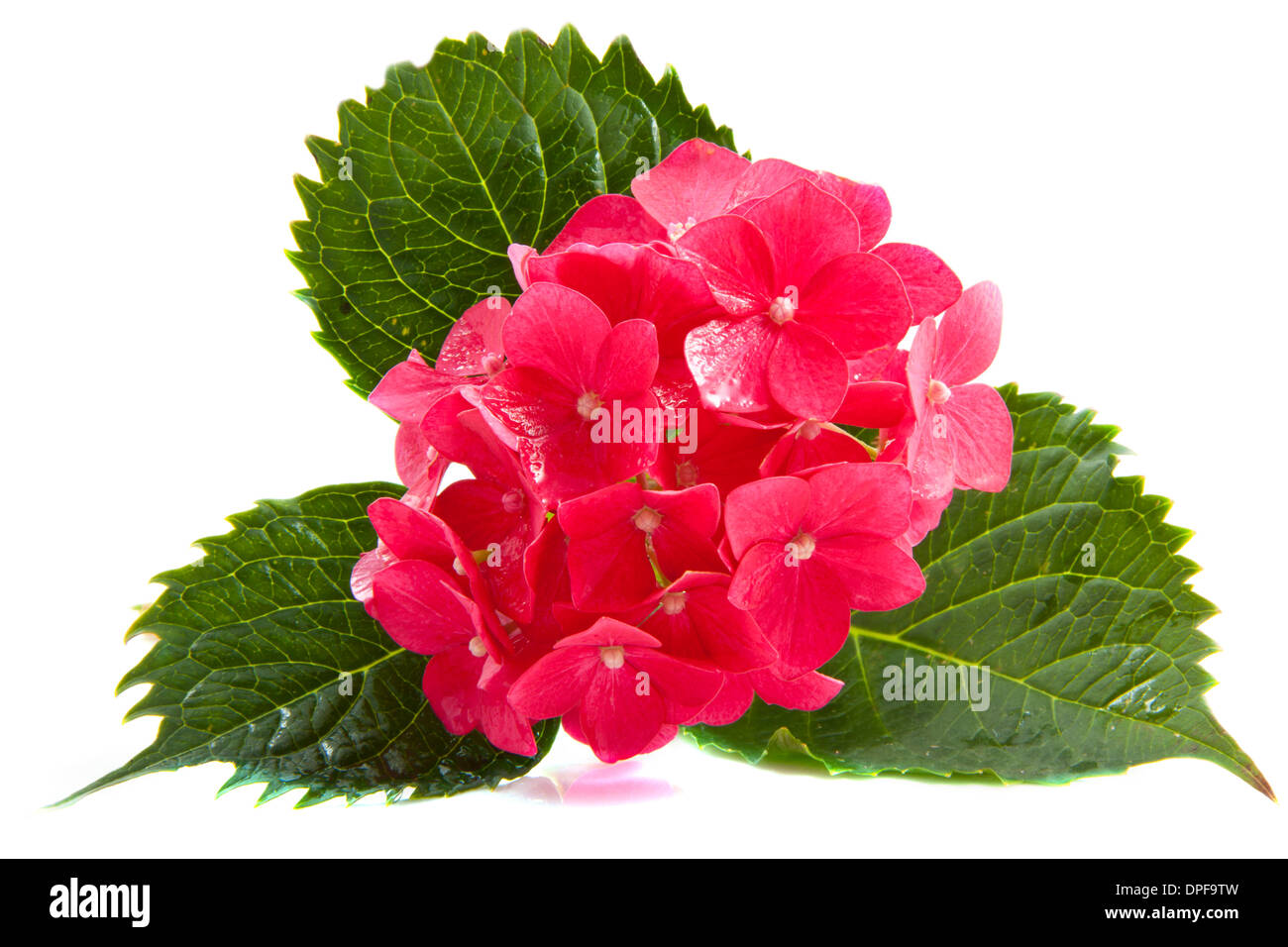 Bel hortensia rose isolé sur fond blanc Banque D'Images
