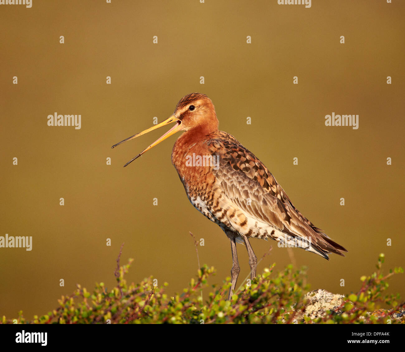 Barge à queue noire (Limosa limosa), le lac Myvatn, l'Islande, les régions polaires Banque D'Images