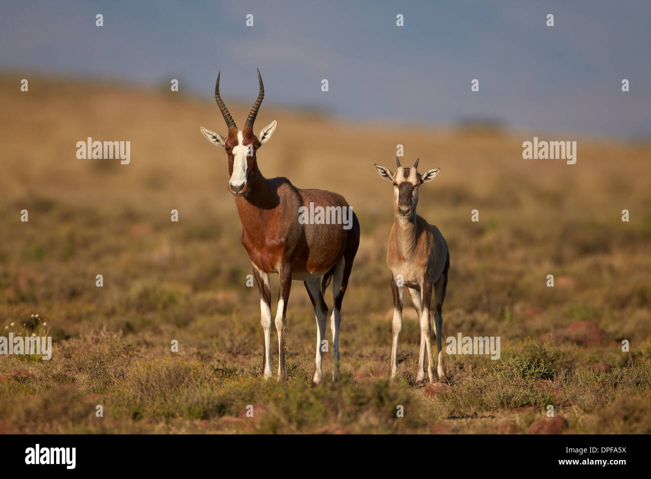 Blesbok (Damaliscus pygargus phillipsi) Brebis et l'agneau, le Mountain Zebra National Park, Afrique du Sud, l'Afrique Banque D'Images
