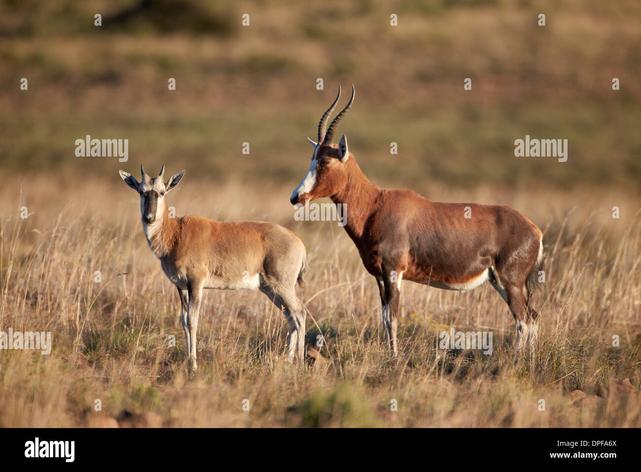 Blesbok (Damaliscus pygargus phillipsi) Brebis et l'agneau, le Mountain Zebra National Park, Afrique du Sud, l'Afrique Banque D'Images