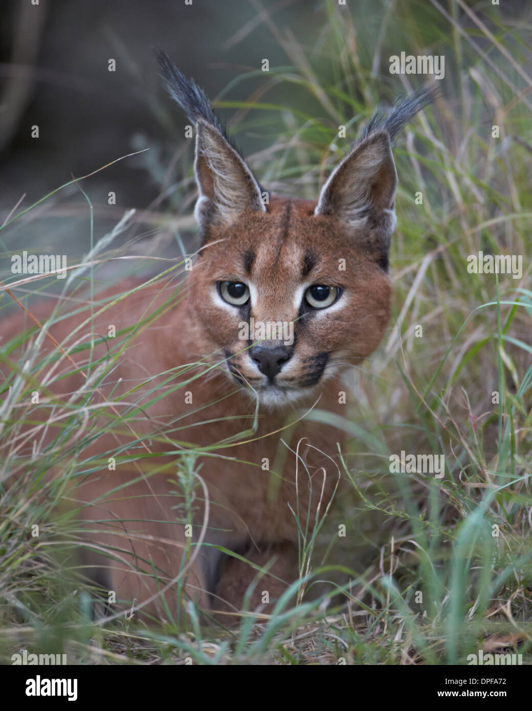 Caracal (Caracal caracal), Mountain Zebra National Park, Afrique du Sud, l'Afrique Banque D'Images