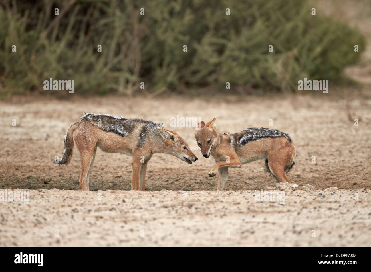 Deux chacal à dos noir (Canis mesomelas), Kgalagadi Transfrontier Park, Afrique du Sud Banque D'Images