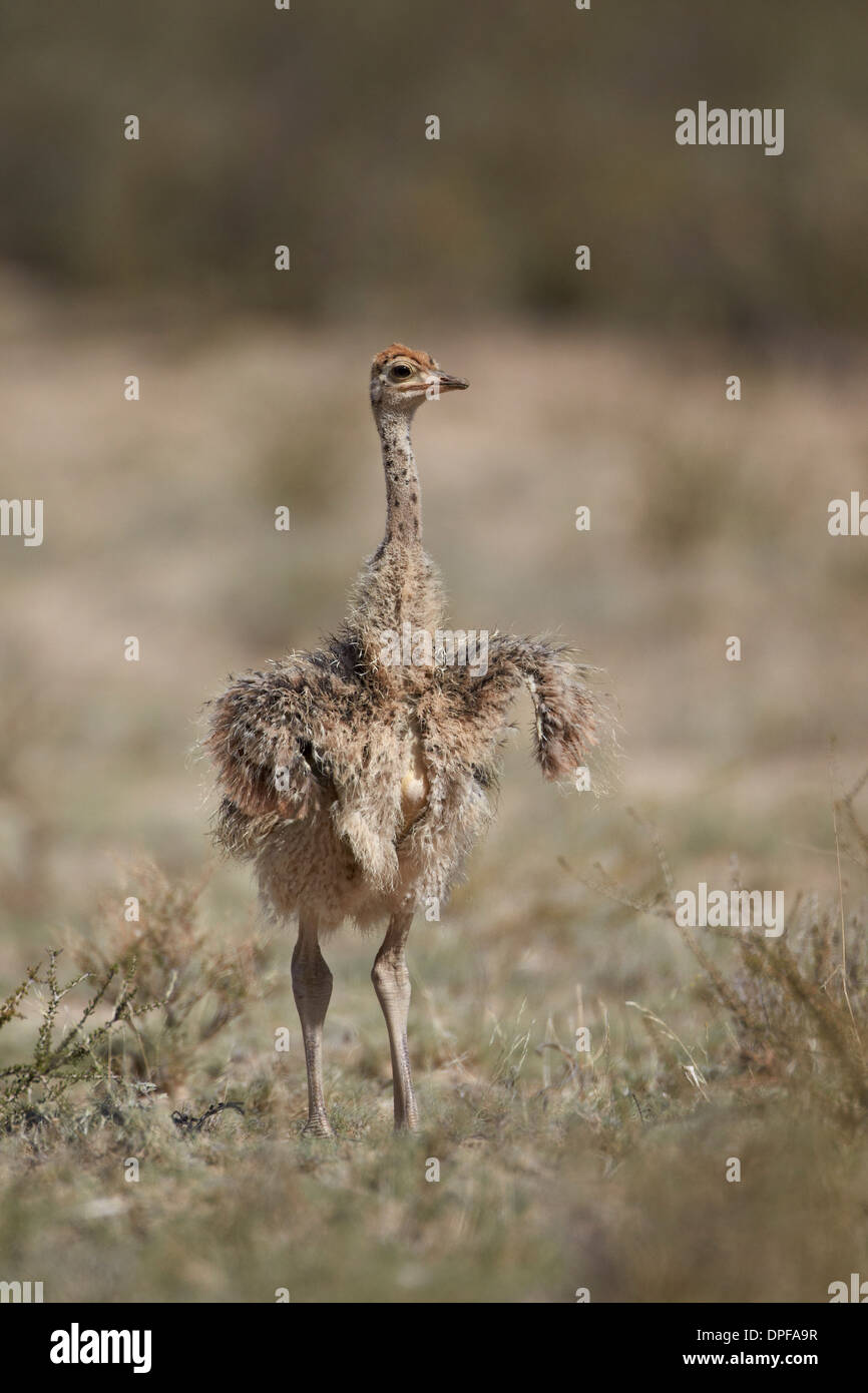 Autruche commune (Struthio camelus) chick, Kgalagadi Transfrontier Park, Afrique du Sud Banque D'Images