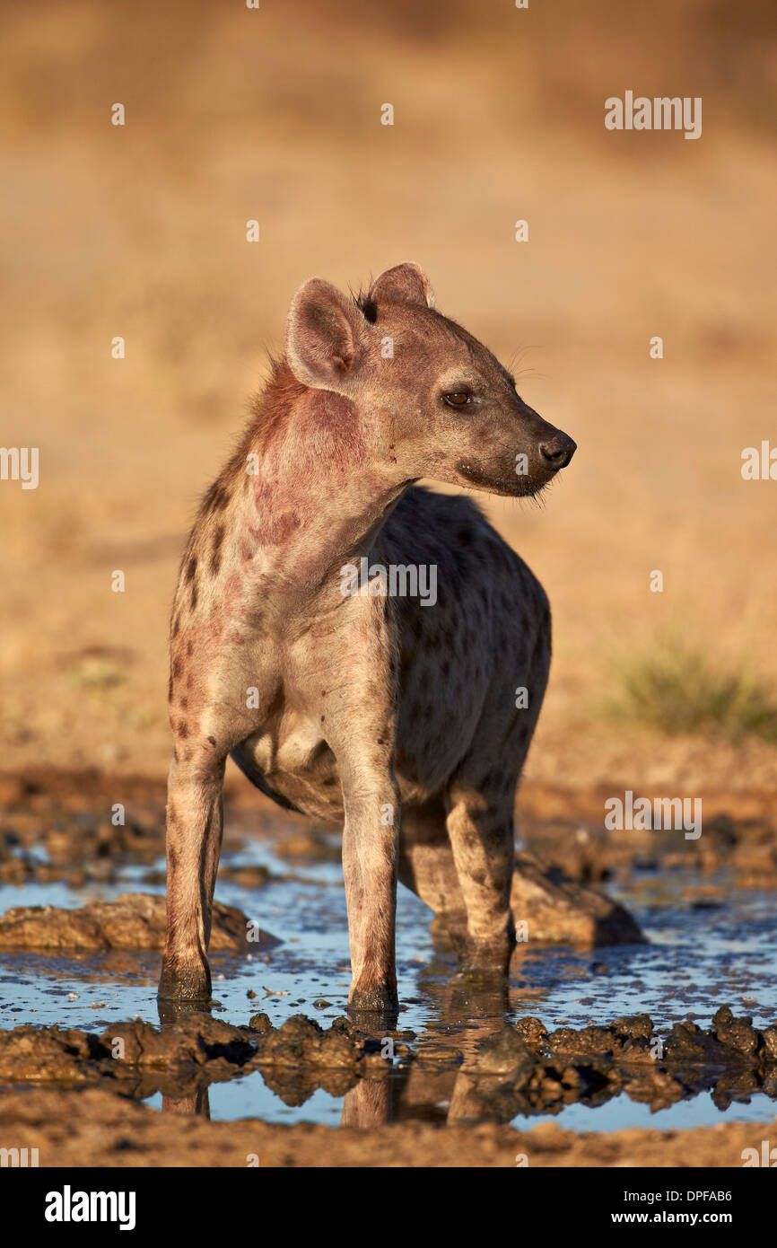 L'hyène tachetée) (l'Hyène tachetée (Crocuta crocuta), Kgalagadi Transfrontier Park, Afrique du Sud Banque D'Images