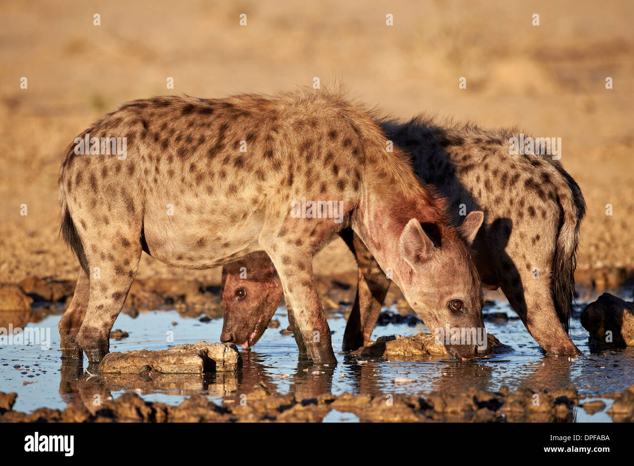 L'Hyène tachetée (deux) l'Hyène tachetée (Crocuta crocuta) boire, Kgalagadi Transfrontier Park, Afrique du Sud Banque D'Images