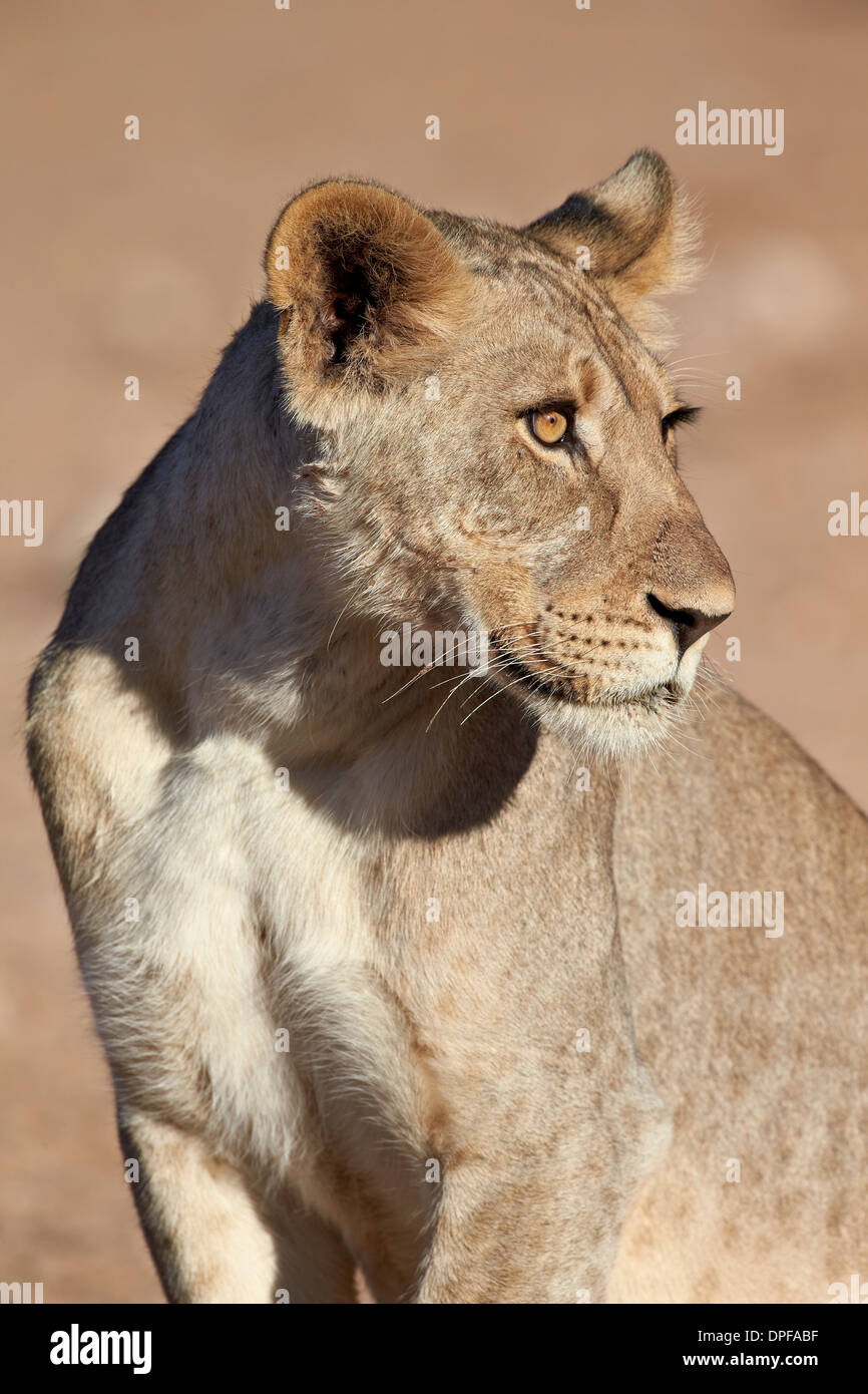 Young male lion (Panthera leo), Kgalagadi Transfrontier Park, Afrique du Sud Banque D'Images