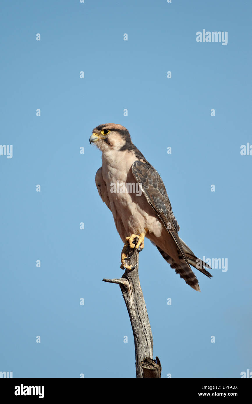 Faucon lanier (Falco biarmicus), Kgalagadi Transfrontier Park, Afrique du Sud Banque D'Images