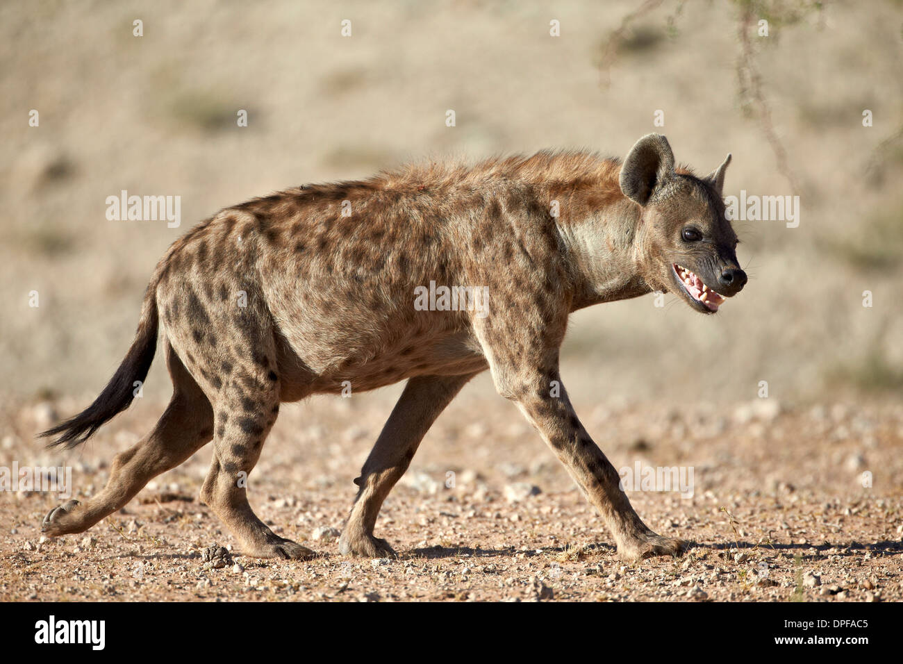 L'hyène tachetée) (l'Hyène tachetée (Crocuta crocuta), Kgalagadi Transfrontier Park, Afrique du Sud Banque D'Images