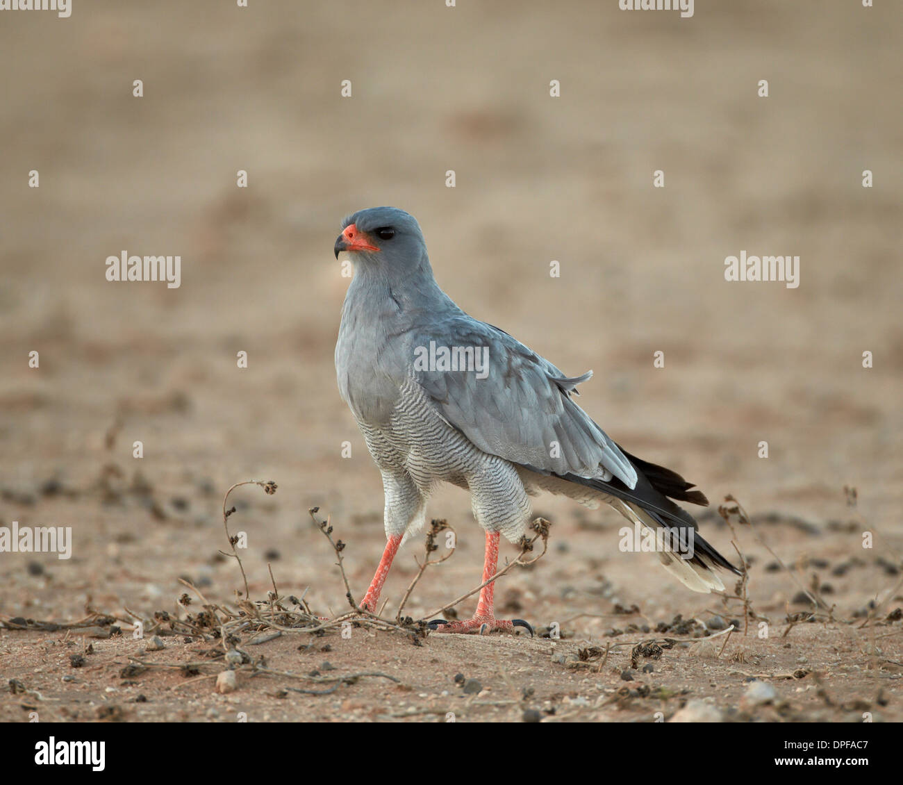 Le chant clair du sud autour des palombes (Melierax canorus), Kgalagadi Transfrontier Park, Afrique du Sud Banque D'Images