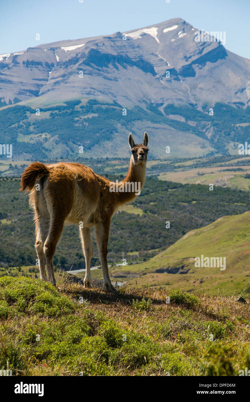 Guanaco (Lama guanicoe), Parc National Torres del Paine, Patagonie, Chili, Amérique du Sud Banque D'Images
