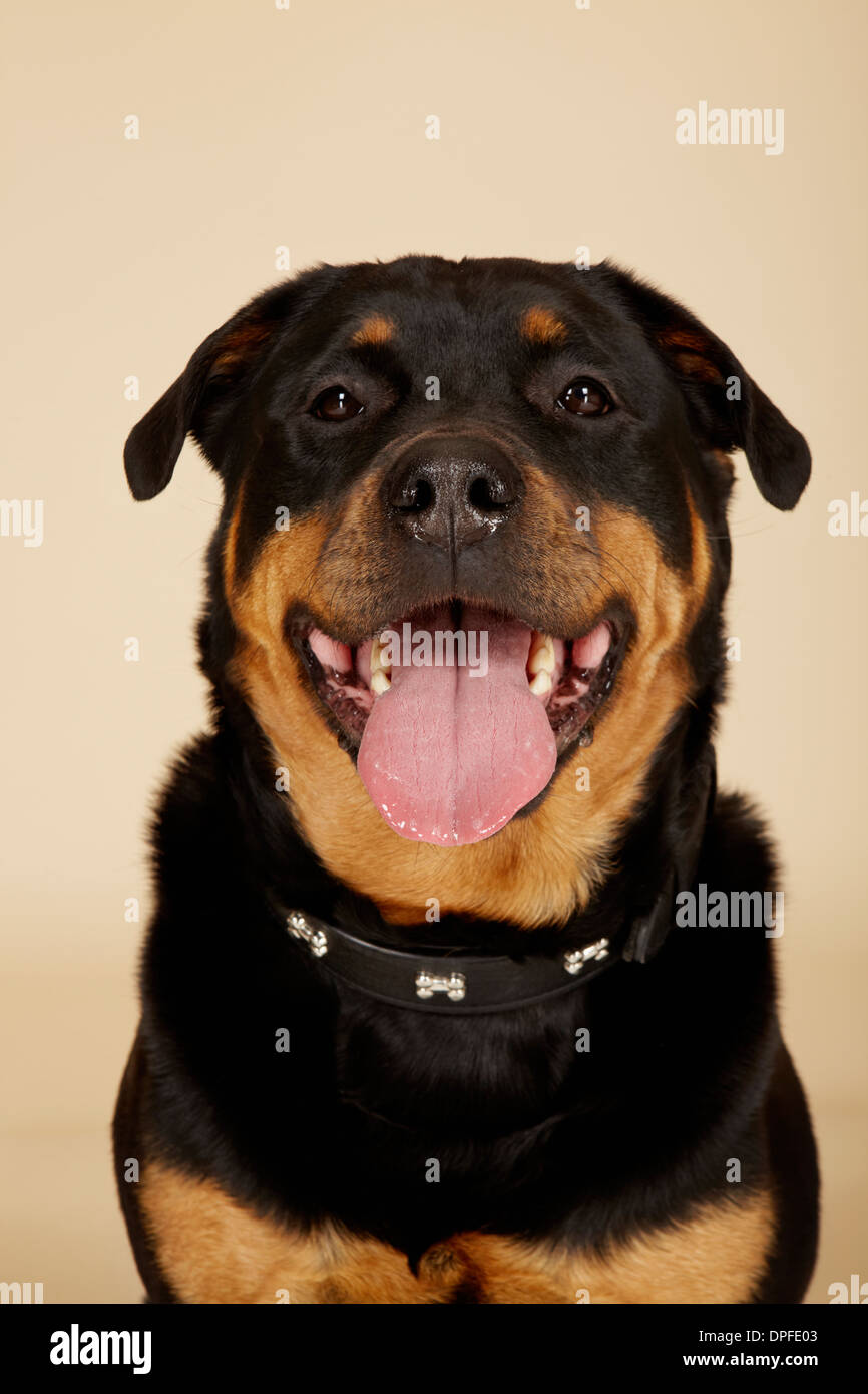 Close up portrait of Rottweiler chien avec la langue qui sort Banque D'Images