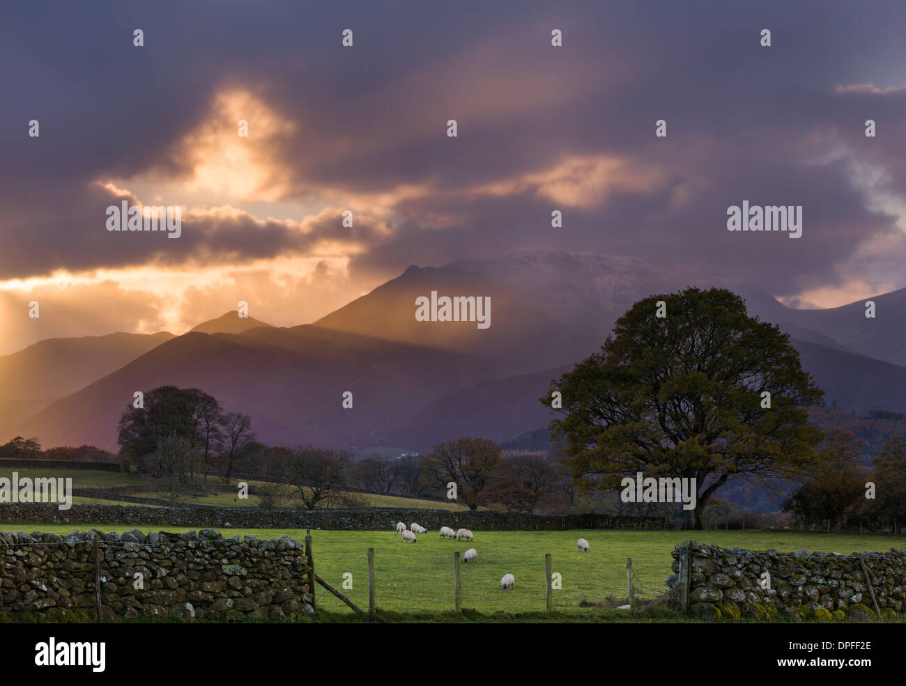 Coucher de soleil sur les collines au cercle de pierres de Castlerigg, avec des moutons paissant dans les champs à proximité, Parc National de Lake District, Cumbria, England, UK Banque D'Images