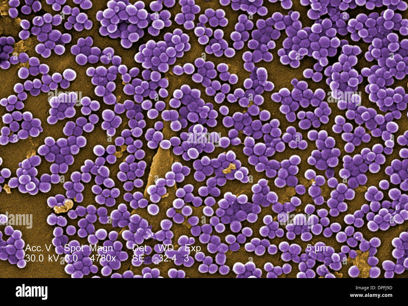 SEM de Staphylococcus aureus résistant à la Banque D'Images