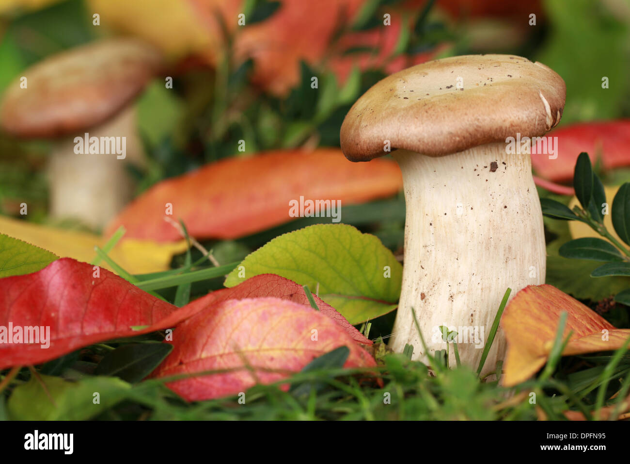 De plus en plus de champignons dans une forêt en automne Banque D'Images